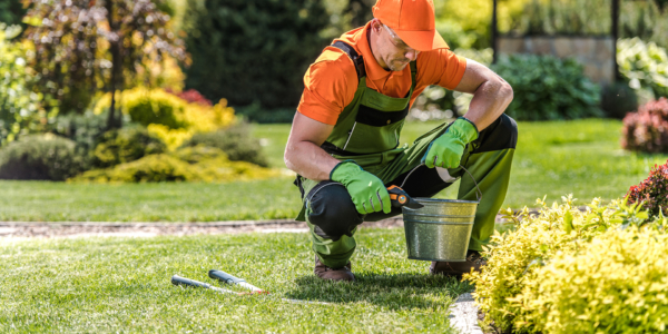 Professional Landscape Gardener Wearing His Gardening Costume Pruning Plants with Secateurs During Garden Care and Maintenance Work. Gardening Tools in Use.